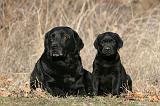 LABRADOR 1124